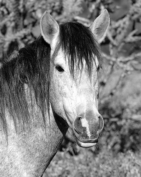 Warrior Horse